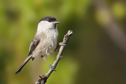 Willow Tit (Poecile montanus), Vorarlberg, Austria