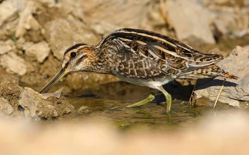 Common Snipe (Gallinago gallinago), Castro Marim, Portugal