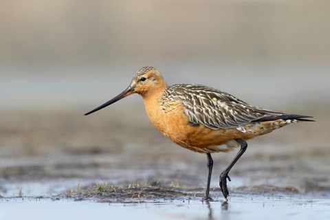 Bar-tailed Godwit (Limosa lapponica) male, Alaska, USA
