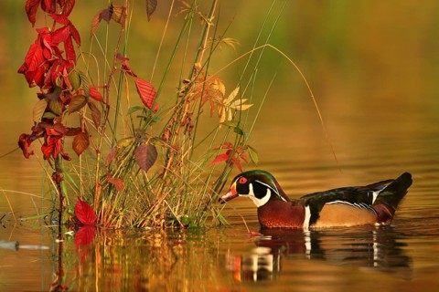Wood Duck (Aix sponsa) male, Ohio, USA