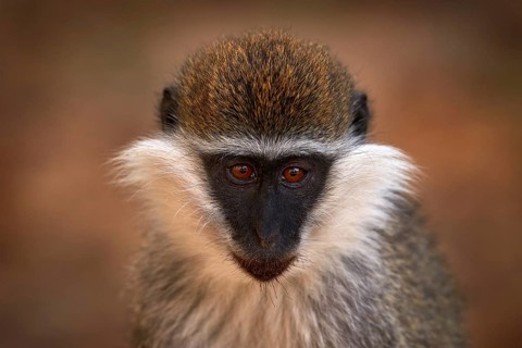 Africa, monkey detail portrait. Vervet monkey, Chlorocebus pygerythrus, portrait of grey and black
