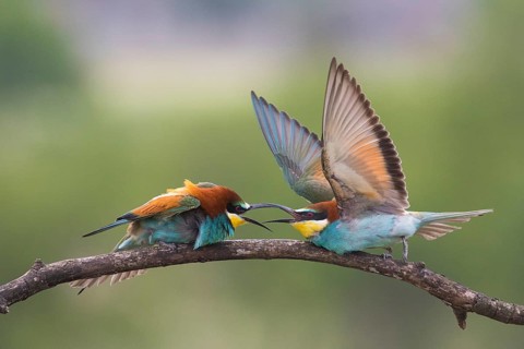 European Bee-eater (Merops apiaster) quarreling, perched on a branch, Subotica, Serbia