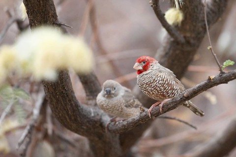 Red-headed Finch (Amadina erythrocephala), Namibia