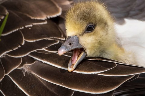 Greylag Goose (Anser anser) chick, Lower Saxony, Germany