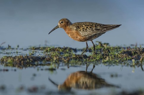 Curlew Sandpiper (Calidris ferruginea), Schleswig-Holstein, Germany