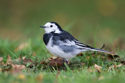 Pied Wagtail - Trauerbachstelze - Motacilla alba ssp. yarelli, Great Britain