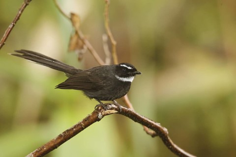 White-throated Fantail (Rhipidura albicollis), Fraser's Hill, Malaysia