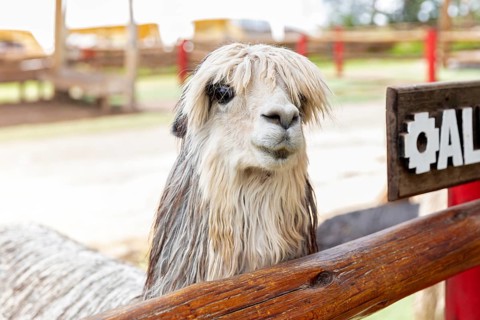 Alpaca and Llama Farm, near Cusco, Peru