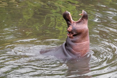 An adult male hippopotamus (Hippopotamus amphibius) shows aggression and defends its territory