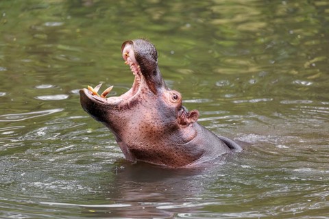 An adult male hippopotamus (Hippopotamus amphibius) shows aggression and defends its territory