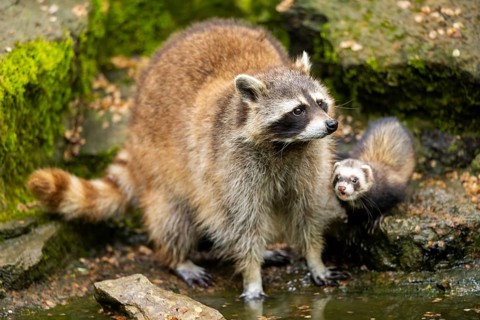 Common raccoon (Procyon lotor) and Ferret (Mustela putorius furo) on the edge of a little lake,