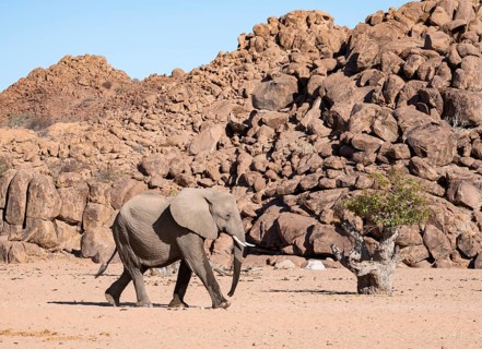 African elephant (Loxodonta africana), desert elephant, near the Hoanib River, Damaraland, Kunene