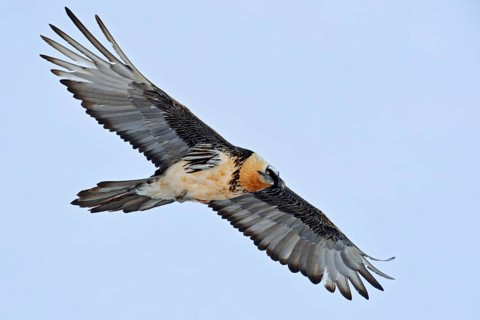 Bearded vulture, lammergeier (Gypaetus barbatus), our largest bird of prey native to Europe flies