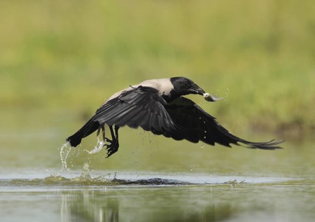 Hooded Crow (Corvus cornix), Hungary