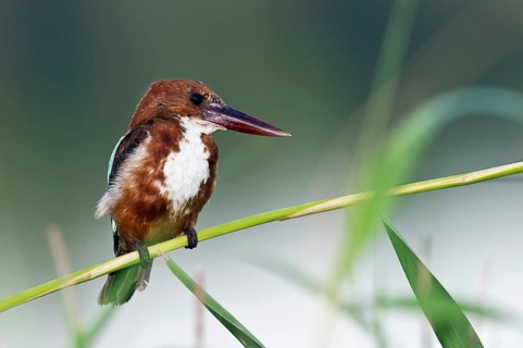 White-throated Kingfisher (Halcyon smyrnensis) juvenile, Rishon LeZion, Israel