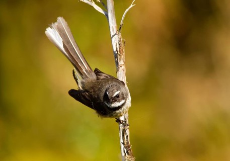 New Zealand Fantail (Rhipidura fuliginosa), Te Wahipounamu, South Island, New Zealand