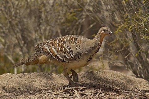 Malleefowl (Leipoa ocellata), Western Australia, Australia