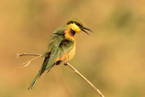 Little Bee-eater (Merops pusillus), Gambia