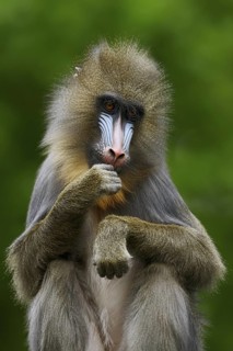 Mandrill (Mandrillus sphinx), female, endangered species, captive, occurrence in Central Africa