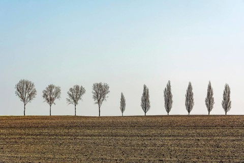 A row of slender, leafless trees stands tall in a vast rural field in France. The landscape is