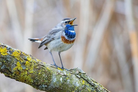 Bluethroat (Luscinia svecica cyanecula) ml Germany