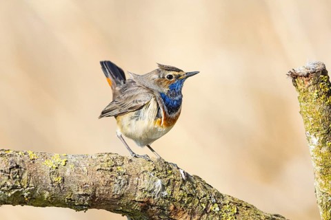 Bluethroat (Luscinia svecica cyanecula) ml Germany