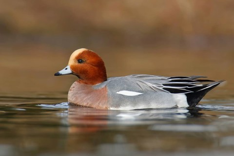 Eurasian Wigeon (Mareca penelope) male