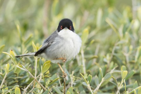 Sardinian Warbler (Sylvia melanocephala) male, Mallorca, Spain