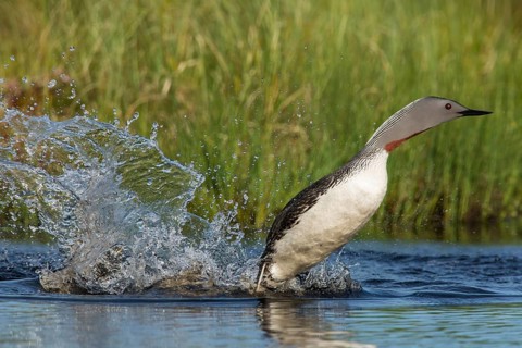 Sterntaucher (Gavia stellata) Red-throated Diver