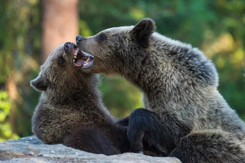 Eurasian Brown Bear (Ursus arctos) two fighting in forest, Finland