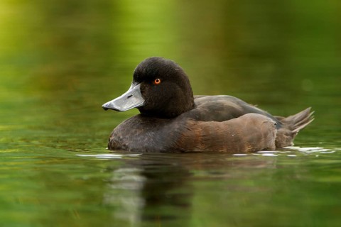 New Zealand Scaup (Aythya novaeseelandiae) male, Northwood, Christchurch, Canterbury, North Island,