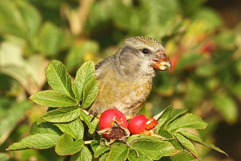 Red Crossbill (Loxia curvirostra) female, Schleswig-Holstein, Germany
