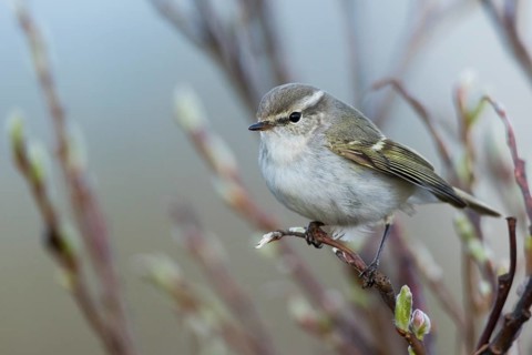 Yellow-browed Warbler - Gelbbrauen-Laubsänger - Phylloscopus inornatus, Russia (Ural)