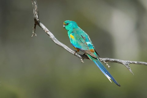 Mulga Parrot (Psephotellus varius) male perched on a branch, South Australia, Australia