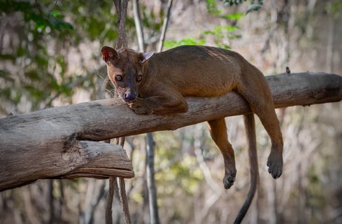 Fossa (Cryptoprocta ferrox) the largest carnivore in Madagascar in the forests of Kirindy Forest in