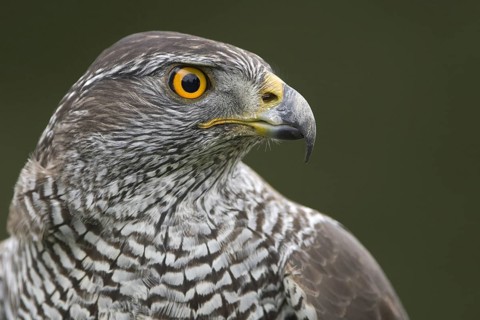 Northern Goshawk (Accipiter gentilis), Lower Saxony, Germany