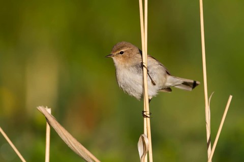 Siberian Chiffchaff - Taigazilpzalp - Phylloscopus tristis, Kazakhstan