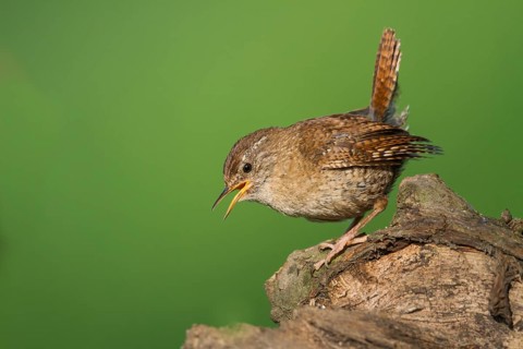 Northern Wren - Zaunkönig - Troglodytes troglodytes ssp. troglodytes, Germany, 1st cy