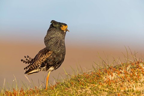 Kampfläufer, Ruff, Philomachus pugnax, Combattant varié, Chevalier combattant, Combatiente