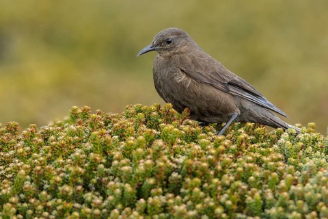 Blackish (Tussock Bird) Cincloides (Cinclodes antarcticus) on the ground in the Falkland Islands