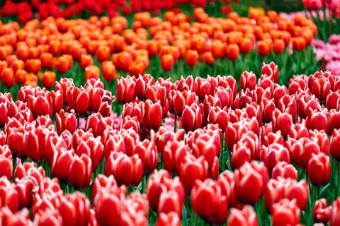 Tulips (Tulipa) in various shades of red, colourful tulip bed, Keukenhof gardens, Lisse,