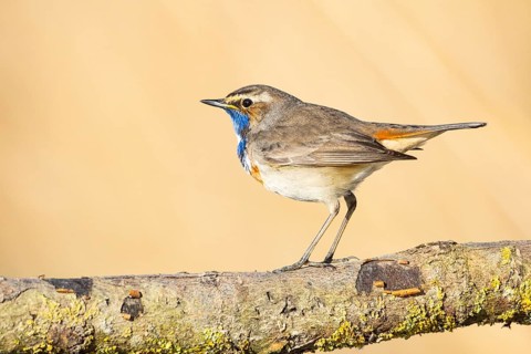 Bluethroat (Luscinia svecica cyanecula) ml Germany