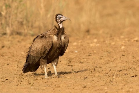 Hooded Vulture (Necrosyrtes monachus) juvenile, Gambia
