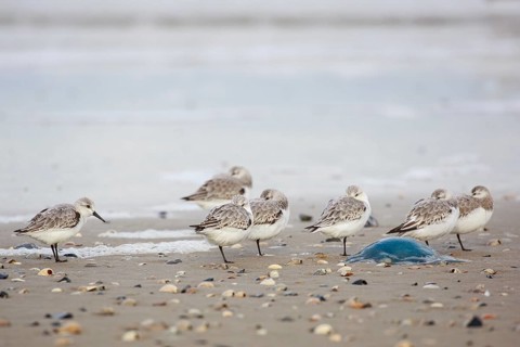 Sanderling (Calidris alba) group roosting at shoreline, Texel, Netherlands
