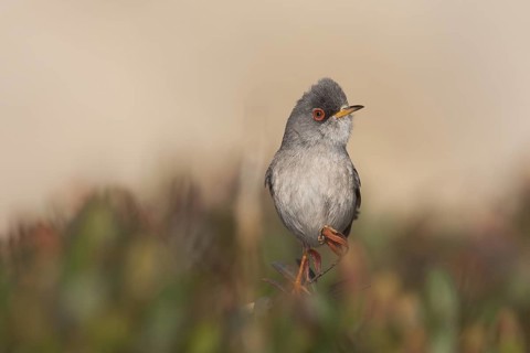 Balearic Warbler - Balearengrasmücke - Sylvia balearica, Mallorca, adult male
