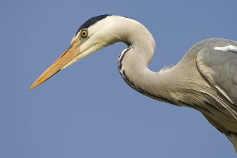Grey Heron (Ardea cinerea), Texel, Netherlands