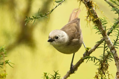 Whitehead (Mohoua albicilla), Pureora Forest Park, North Island, New Zealand