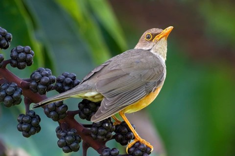 Island Thrush (Turdus poliocephalus erythropleurus), Christmas Island, Australia