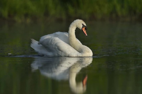 Mute swan (Cygnus olor), North Rhine-Westphalia, Germany