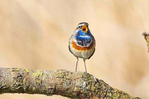 Bluethroat (Luscinia svecica cyanecula) ml Germany